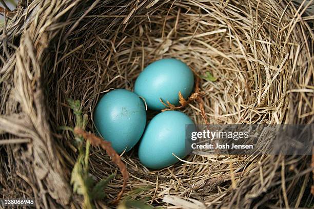 robin's eggs - nest egg stock pictures, royalty-free photos & images