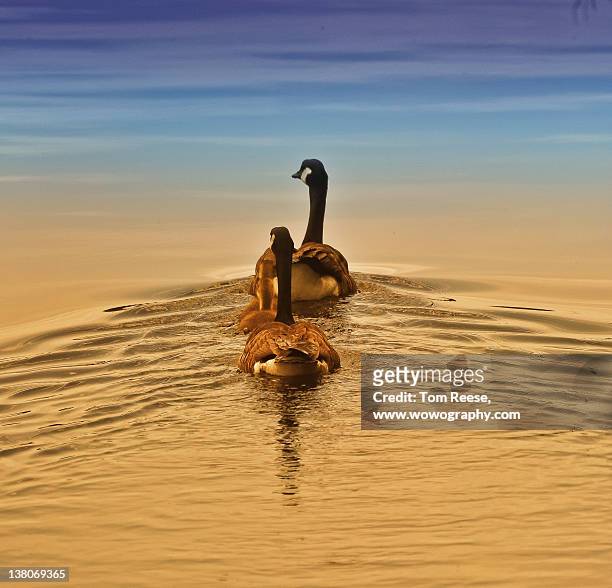 sunset swim - wowography stock pictures, royalty-free photos & images