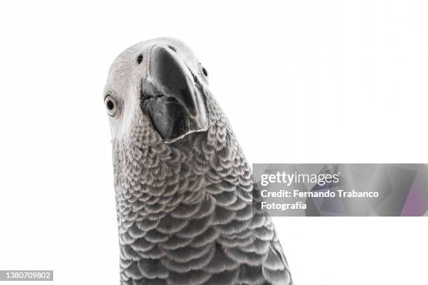 parrot portrait - funny parrot stock pictures, royalty-free photos & images