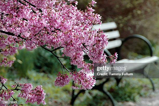 hermoso parque de banco - monumento conmemorativo fotografías e imágenes de stock