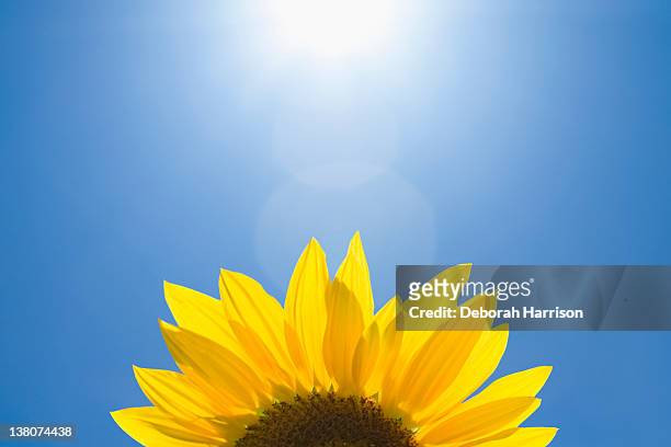 sunlit sunflower - santa rosa california stock pictures, royalty-free photos & images