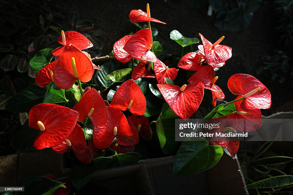 Kew Garden's Launch Their Tropical Extravaganza Festival