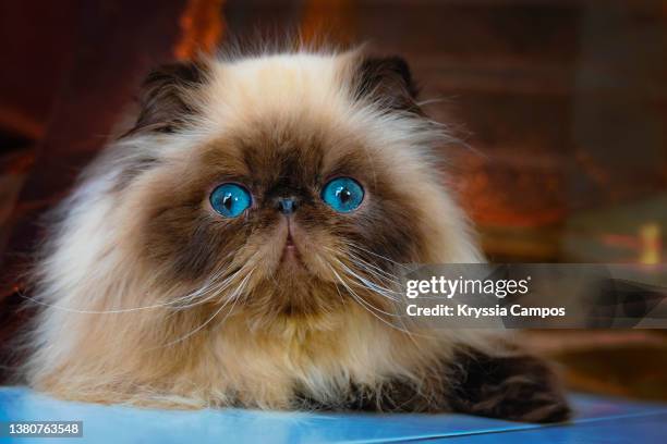 close up to a blue eyed seal point himalayan cat - longhair cat stockfoto's en -beelden