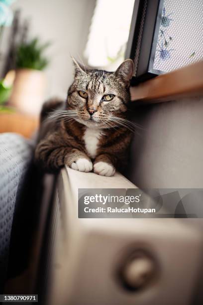cluj-napoca, romania - march 6-th 2022. tabby cat laying down on a  heater indoor - cat lying down stock pictures, royalty-free photos & images