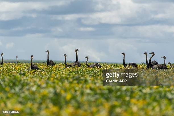 Flock of rheas is seen in a soybean field in the Cerrado plains near Campo Verde, Mato Grosso state, western Brazil on January 30, 2011. The...
