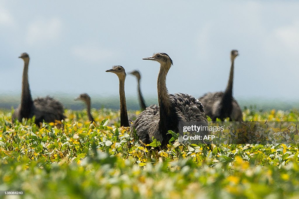 A flock of rheas is seen in a soybean fi