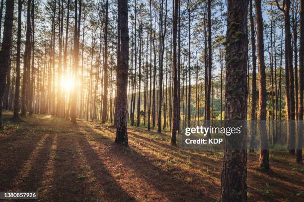 landscape tranquil scene of pine tree tropical forest with vibrant color during sunrise. - azienda arboricola da legno foto e immagini stock