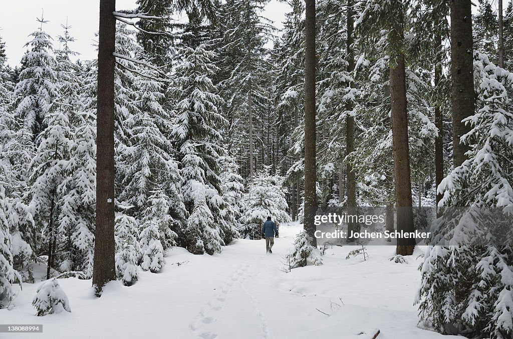 Winter landscape