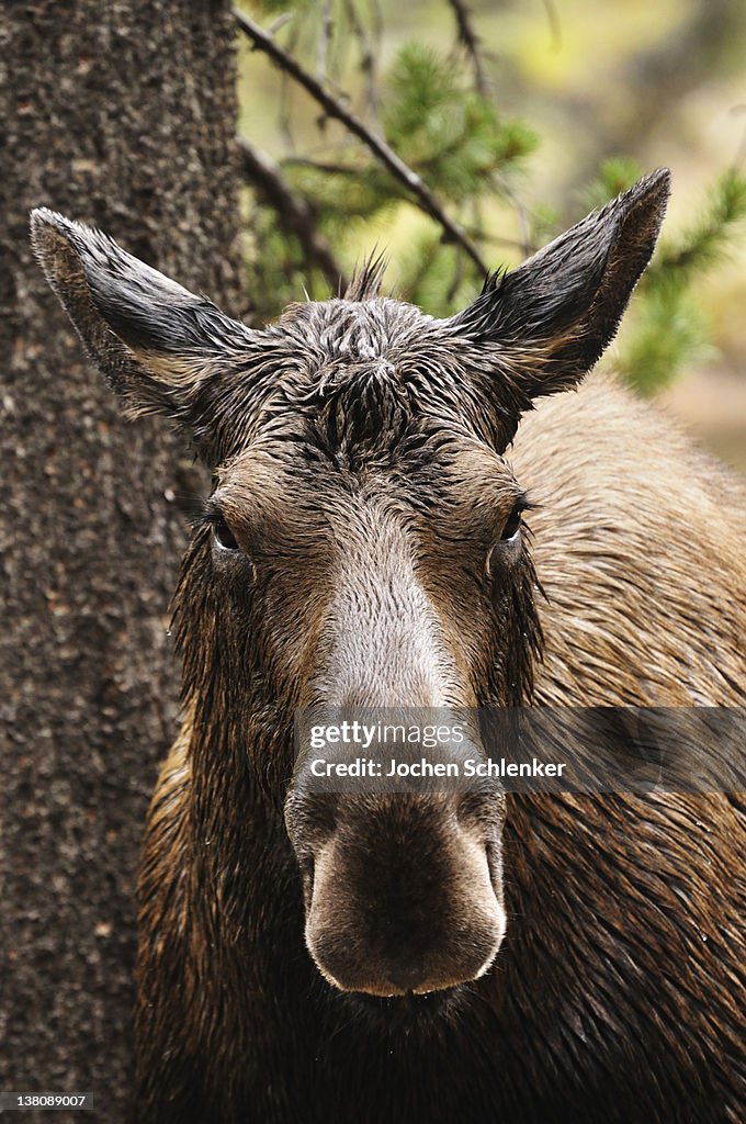 Portrait of Moose