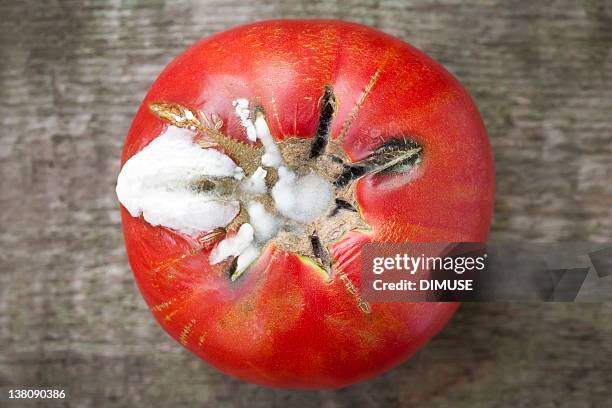 rotten moldy di pomodoro - marcio foto e immagini stock