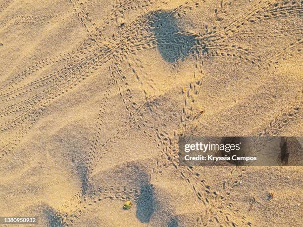 hermit crab footprints on golden sand - hermit crab stock pictures, royalty-free photos & images