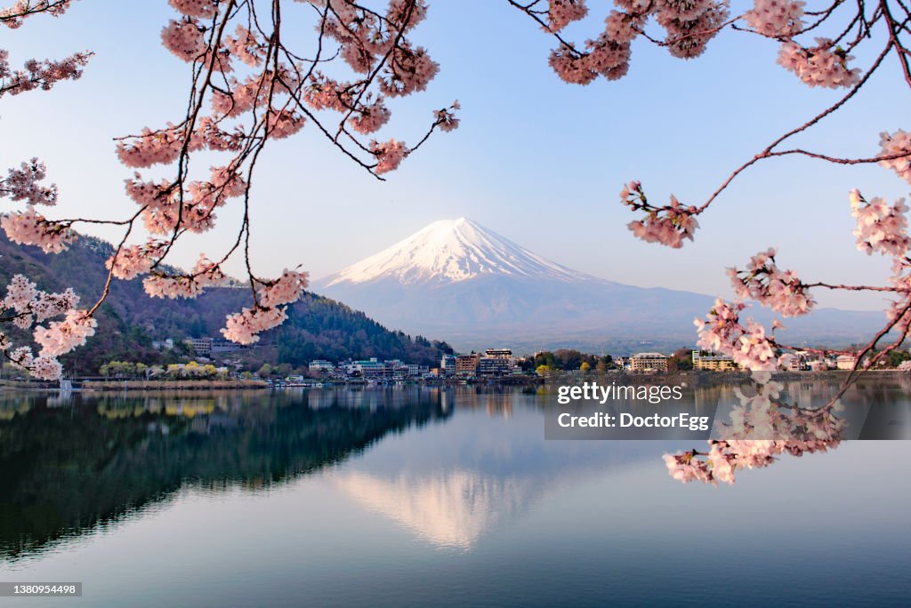 Fuji Mountain reflection and Pink Sakura Branches in Morning Spring Season at Kawaguchiko Lake, Japan