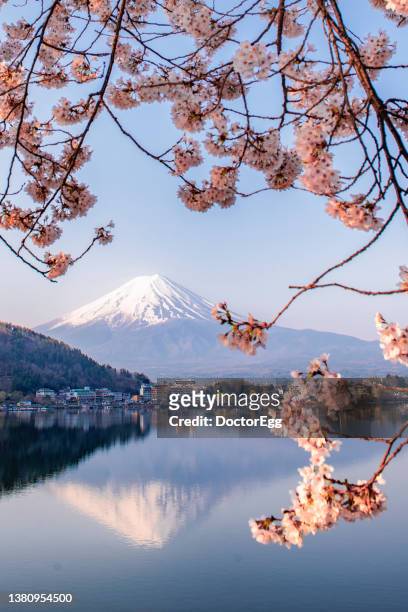 fuji mountain reflection and pink sakura branches in morning spring season at kawaguchiko lake, japan - cherry blossoms bloom in tokyo stock pictures, royalty-free photos & images