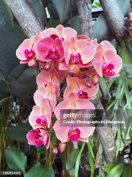 pink orchid - orchid dendrobium single stem foto e immagini stock