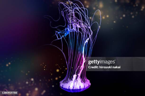 rainbow jellyfish - the purple iris stock pictures, royalty-free photos & images