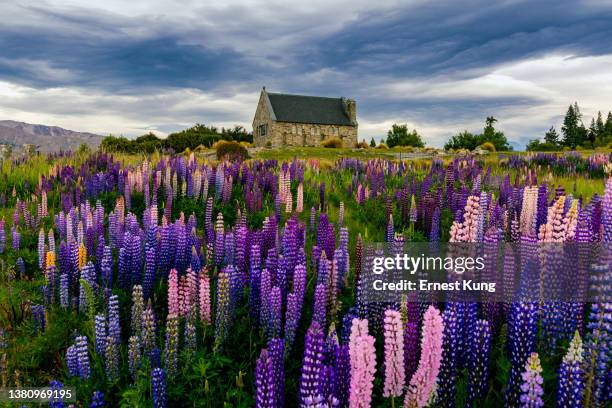 church of the good shepherd in spring, lake tekapo, aotearoa new zealand - lake tekapo new zealand stock pictures, royalty-free photos & images