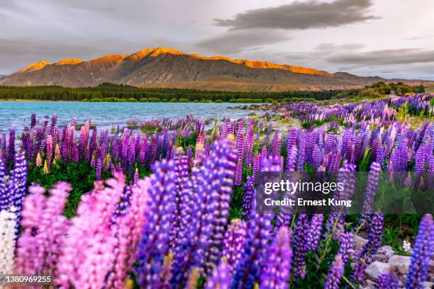 lupinen blühen am lake tekapo, aotearoa neuseeland, frühling - tekapo stock-fotos und bilder