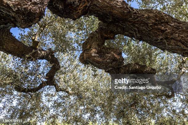 low angle view of a large olive tree - old olive tree stock pictures, royalty-free photos & images