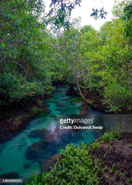 the mangrove forest in krabi province - qatar mangroves stock pictures, royalty-free photos & images