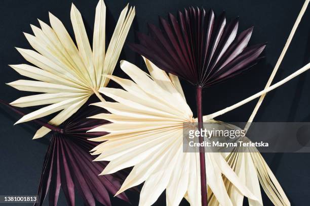 dry branches of a purple and beige palm tree on a dark background. dried flowers. palm. dark background. palm branches. room decor. design. - coconut isolated stockfoto's en -beelden