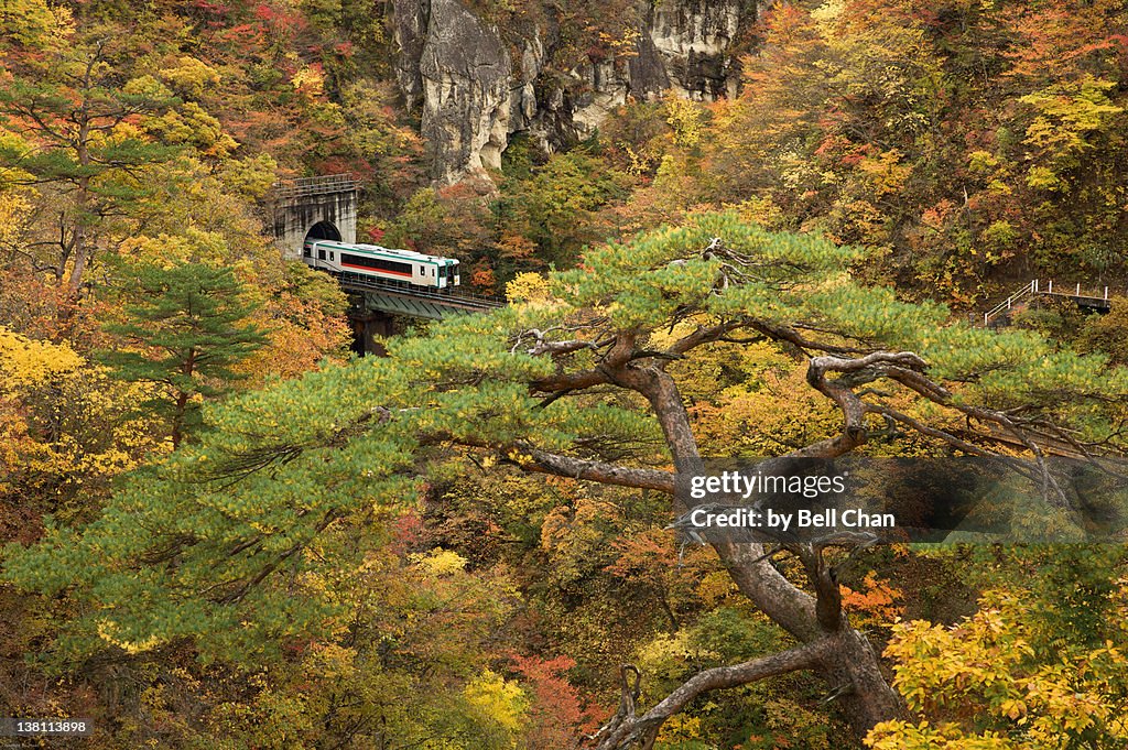 Japan train with autumn trees