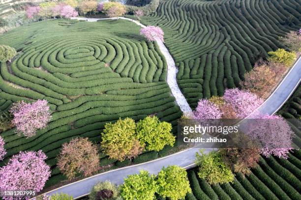aerial view of mountain tea garden with cherry blossoms - oriental garden stockfoto's en -beelden