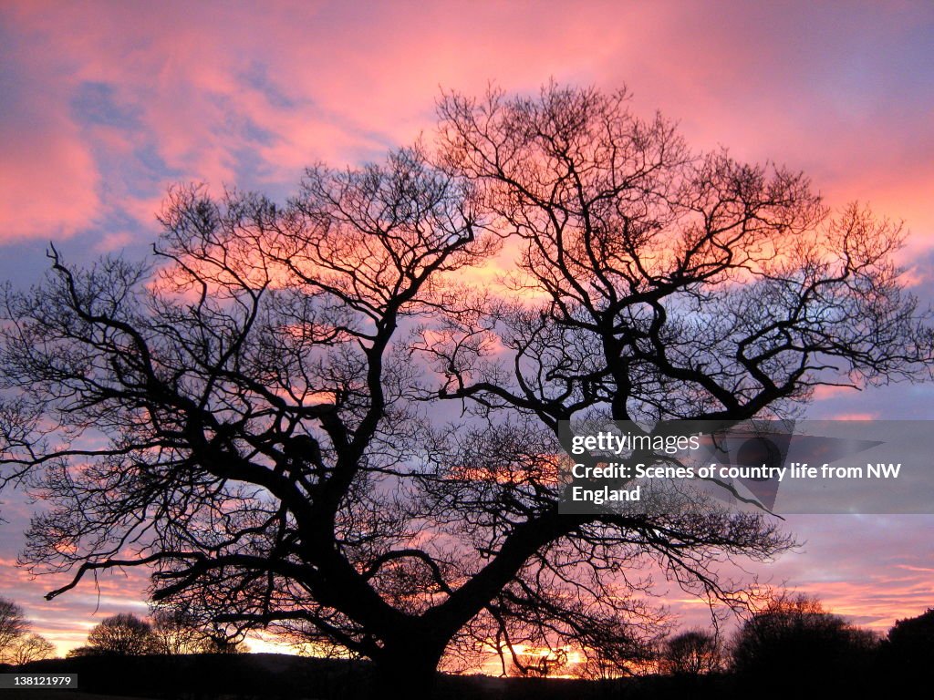 Same Tree Different Sky High-Res Stock Photo - Getty Images