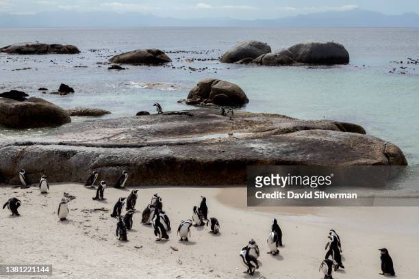 African Penguins fill the beach at the Boulders Penguin Colony, part of the Table Mountain National Park, on February 9, 2022 in Simonstown in South...