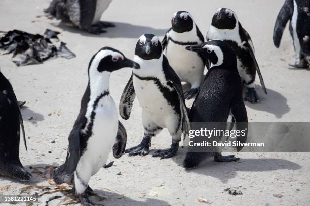 African Penguins on the beach at the Boulders Penguin Colony, part of the Table Mountain National Park, on February 9, 2022 in Simonstown in South...