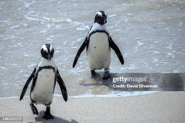 African Penguins emerge from the surf at the Boulders Penguin Colony, part of the Table Mountain National Park, on February 9, 2022 in Simonstown in...