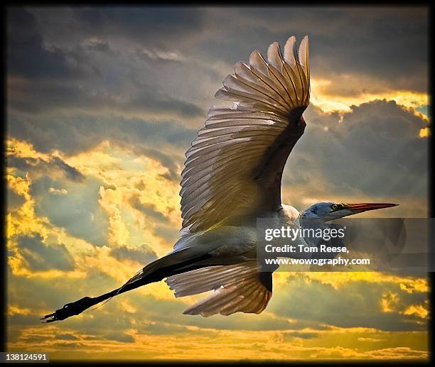 eastern great egret - wowography stock-fotos und bilder