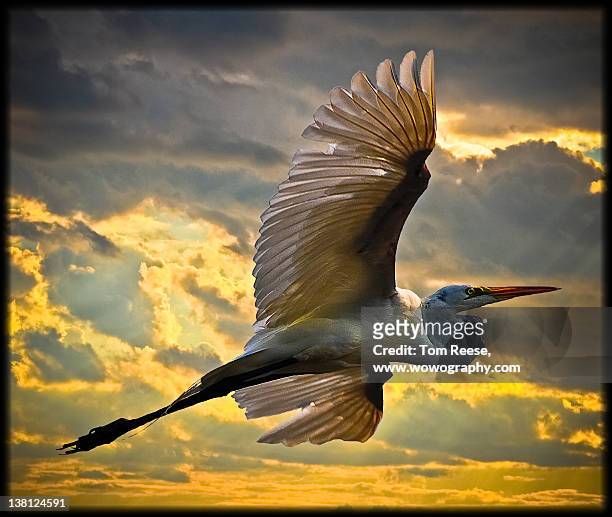 eastern great egret - wowography stock pictures, royalty-free photos & images