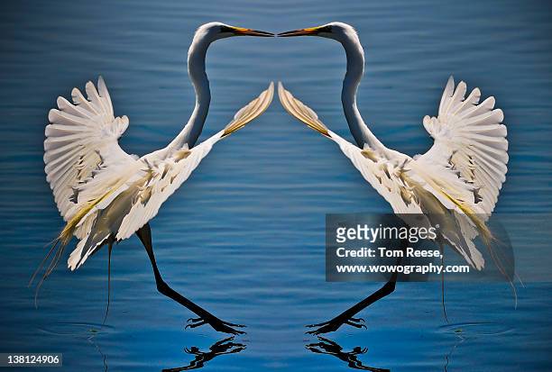 great egret mirror - wowography stock pictures, royalty-free photos & images
