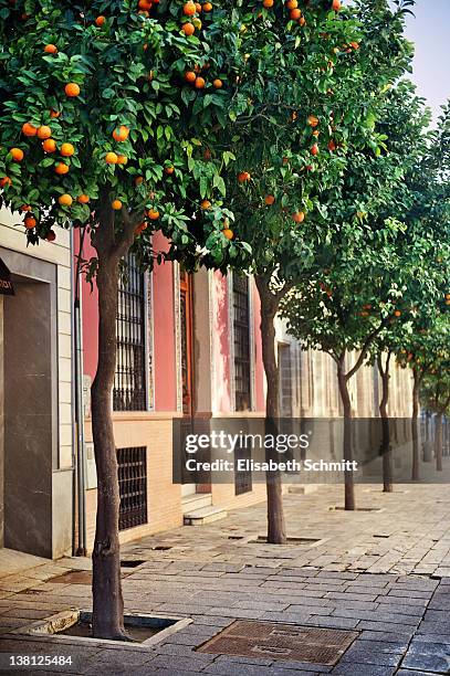 many orangetrees on sidewalk - seville oranges stock pictures, royalty-free photos & images
