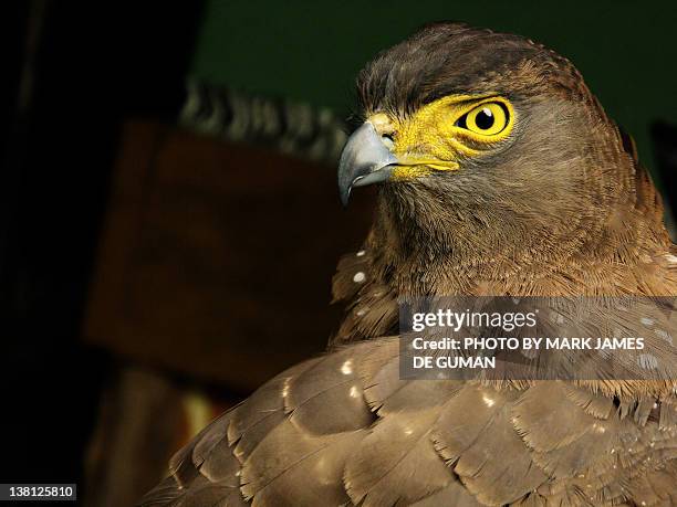 portrait of bird of prey - negros occidental stock pictures, royalty-free photos & images