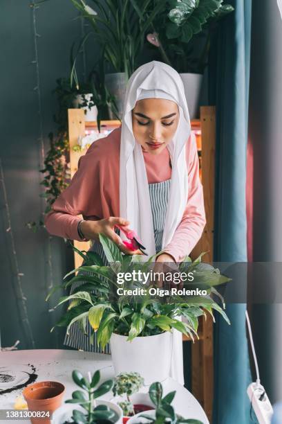 attractive concentrated professional florist muslim woman in white covered head veil hijab, gardening indoor. trimming by scissors, secateurs yellow sick leaves of spathiphyllum plant. - peace lily 個照片及圖片檔