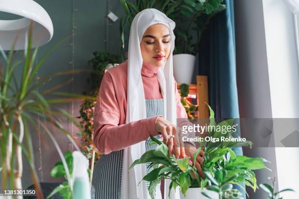 beautiful concentrated professional florist muslim woman in white covered head veil hijab, apron, gardening indoor in flower market, store. - lili gentle fotografías e imágenes de stock