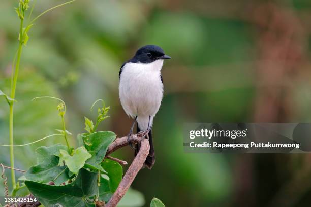 Jerdon 23 Jerdon Stock Photos, High-Res Pictures, and Images - Getty Images