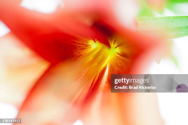 abstract tiger lily - tiger lily flower stock illustrations