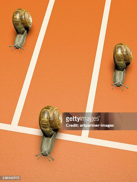 finishing line with running snails - invertebrate stock pictures, royalty-free photos & images