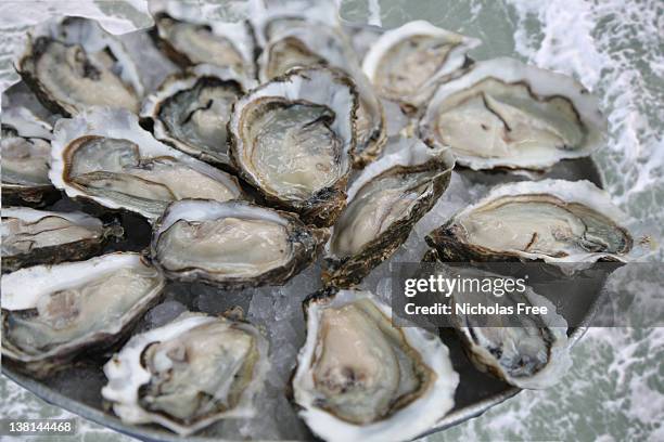 oyster tray - oysters stockfoto's en -beelden