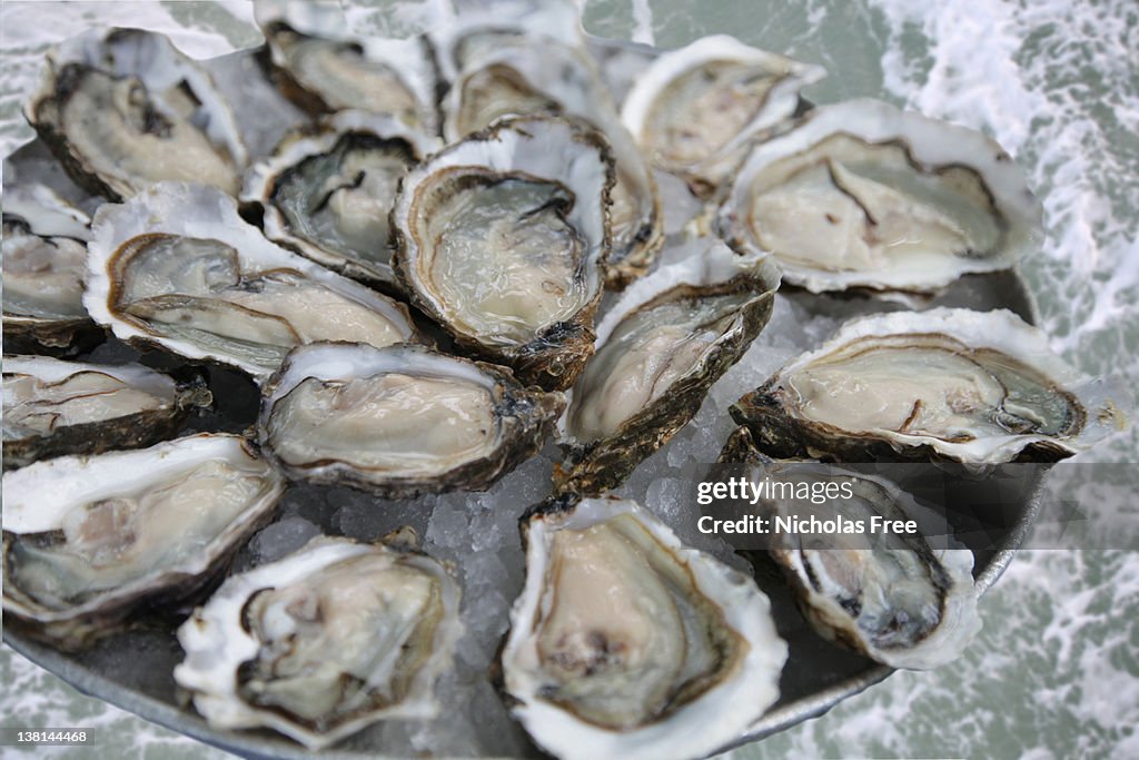 Oyster Tray