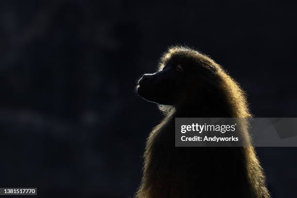 guinea baboon - guinea baboons stock pictures, royalty-free photos & images
