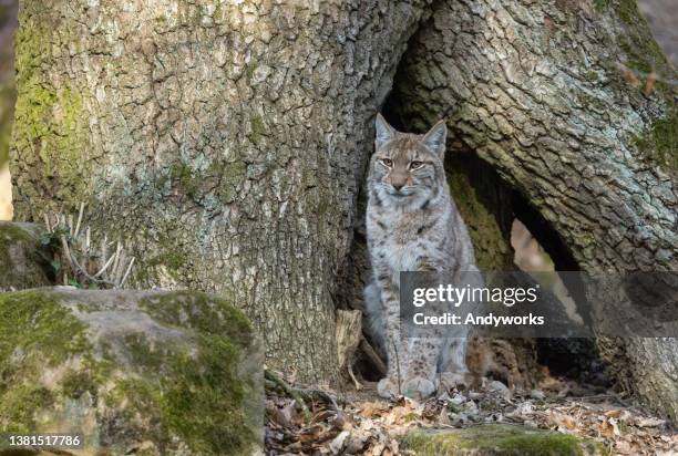 lince euroasiático - lince eurasiático fotografías e imágenes de stock