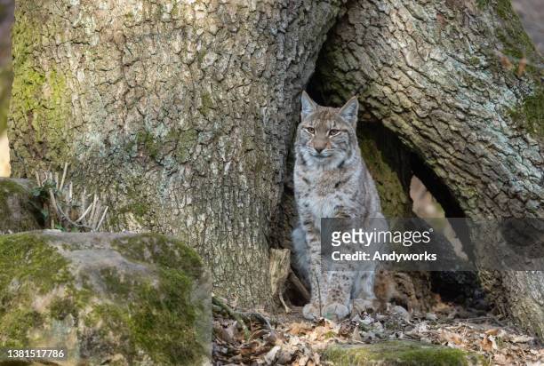 eurasian lynx - rare stock pictures, royalty-free photos & images