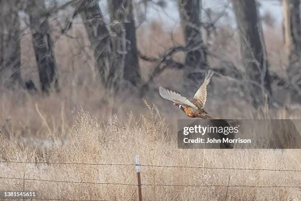 pheasant male in flight from harvested grain field - pheasant bird stock pictures, royalty-free photos & images