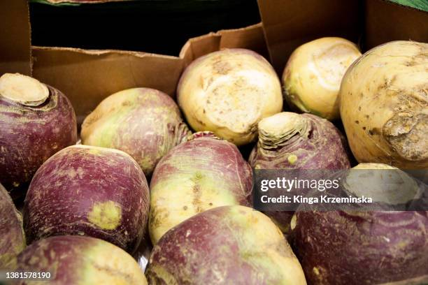 turnip/ rutabaga - brassica rapa stock pictures, royalty-free photos & images