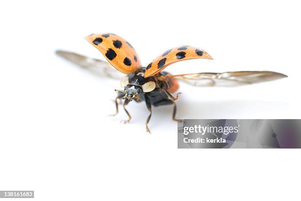 ladybug spreading the wings - ladybug stock pictures, royalty-free photos & images