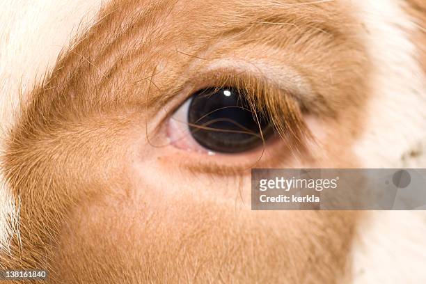 close up of calf eye - baby cow stock pictures, royalty-free photos & images