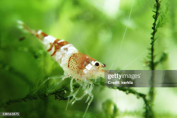 crystal red dwarf shrimp (caridina cf. cantonensis) kristallrote zwerggarnele - shrimp animal stock pictures, royalty-free photos & images